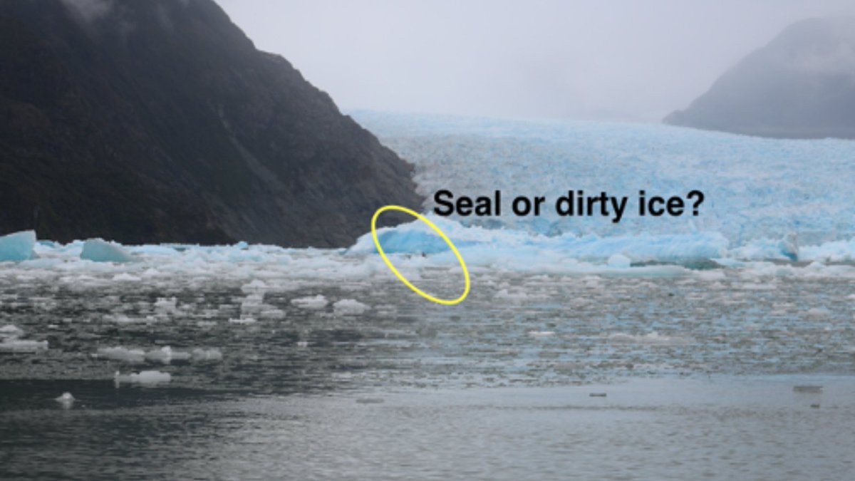 NSF's tweet photo. During our research trips, we first have to find #LepoSeals. Can you tell the difference between a leopard seal and dirty ice? 

Don’t feel bad if you can’t. We had a really hard time too. #takeoverNSF

📷: @EmilySperou https://t.co/hvIAih3tPK
