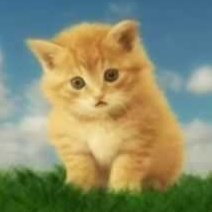 ExplorerLento's tweet photo. Mi chiamo Virgola
sono un gattino
sono la stella
del telefonino.
Chiusa parentesi.
Chissà chi è?
Se non rispondi
questo non lo saprai mai! https://t.co/zxfM1xVa7M