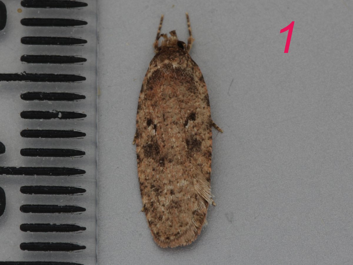 Been trying to put a name to these four agonopterix trapped in the last few days here in South Norfolk. Coming round to the conclusion they are all probably a.heracliana but would welcome a sanity check <a href="/MOTHIDUK/">UK Moth Identification</a>