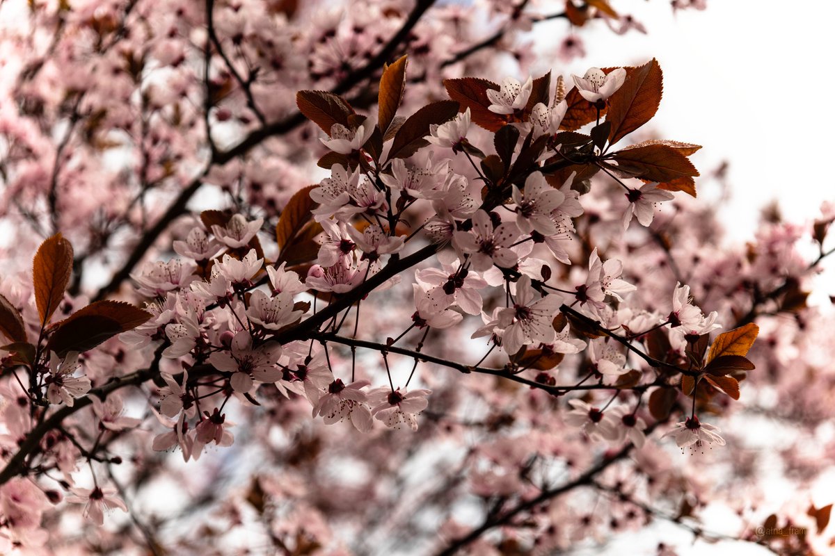 atna_fram's tweet photo. good afternoon, folks!🙂🙃
can't stop admiring the blooms this spring🌸
and share my impression with you
so for your attention #pinkspring
#Flowers #NaturePhotography #photography #Photo_Folio #Spring #Budapest #Blossom #photographers #streetphotography #streetscene https://t.co/TzL9pH1eU1