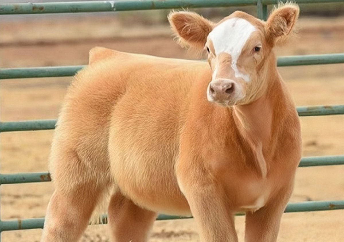 cows after a shampoo and blow dry