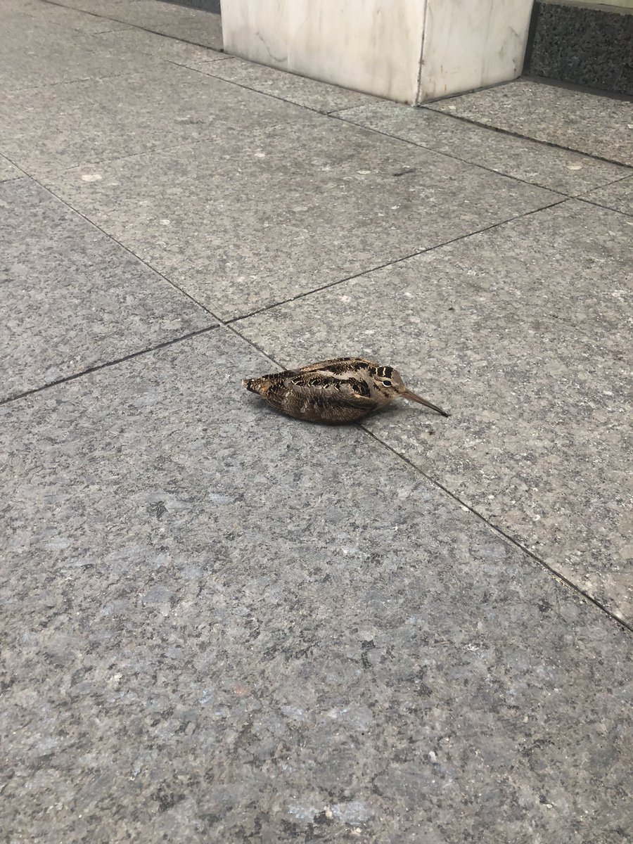 Malcolm Burrows (@malburrs) on Twitter photo Hey <a href="/FLAPCanada/">FLAP Canada</a> This little guy is outside <a href="/FirstCanadianPl/">First Canadian Place</a> on King St. Still alive and needs some help. Hey <a href="/FLAPCanada/">FLAP Canada</a> This little guy is outside <a href="/FirstCanadianPl/">First Canadian Place</a> on King St. Still alive and needs some help.