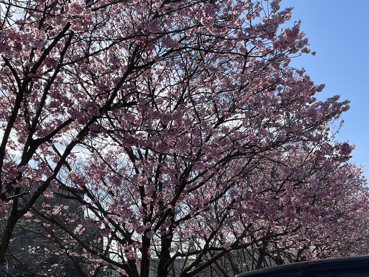 Aquarose30's tweet photo. #桜🌸#花見#晴れ空 https://t.co/wLFUKMiP7K