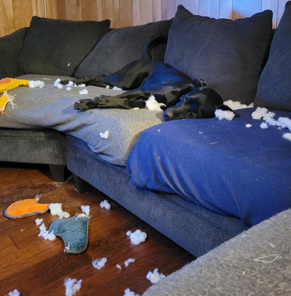 Hi friends! It's Bear. Taking the stuffing out of toys is hard work. Time for a nap.  😁❤️🐾🐶 #dogsoftwitter #dogs