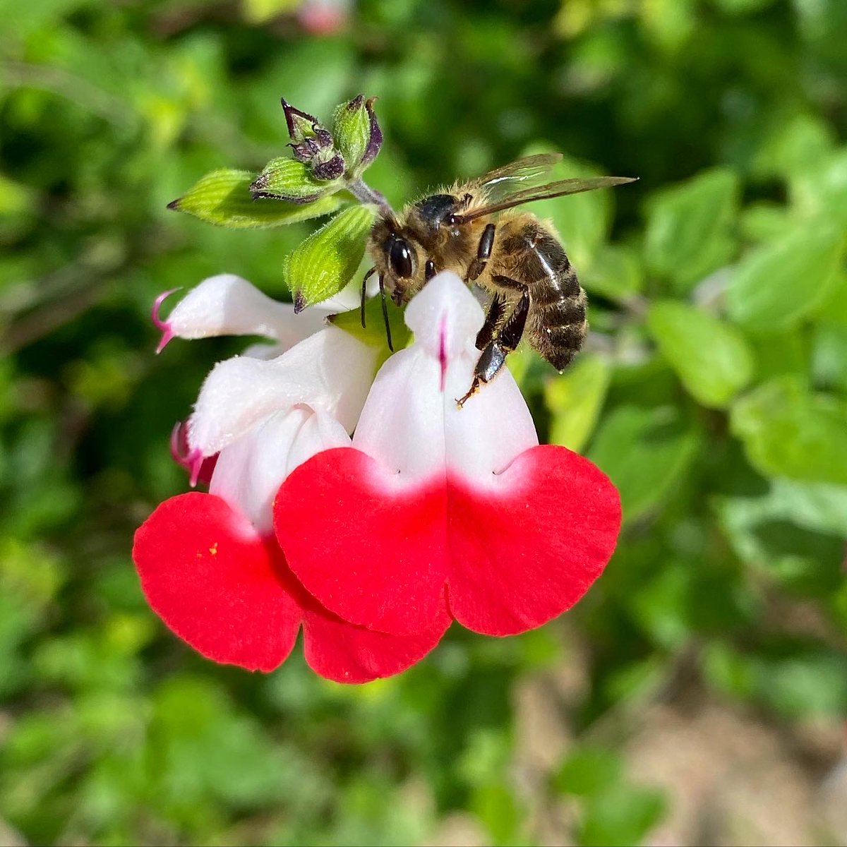 Not long until the weather heats up again... Excited for the season ahead #beekeeping #irishbees #amm #openhive #biodiversity