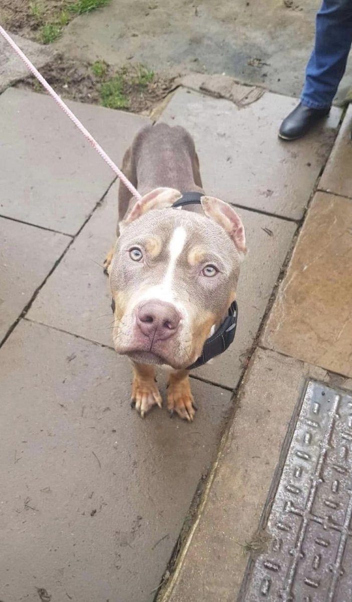 Urgent, please retweet to help this dog find an emergency FOSTER HOME #HERTFORDSHIRE #UK 

Owner has gone into prison. He is very poorly, he has seen the vet but will not do well in kennels. He needs a local foster home, he can barely stand

CONTACT
facebook.com/candice.collyer
#dogs