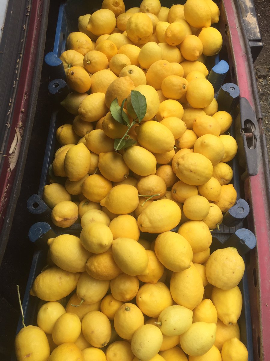 Depremzedelere yaptığınız bağışları depremzede olarak dağıttık. Birlikte kalkacağız ayağa. Sipariş almaya devam ediyoruz. Destek olmak için sipariş verebilirsiniz 🙏🏼🍋