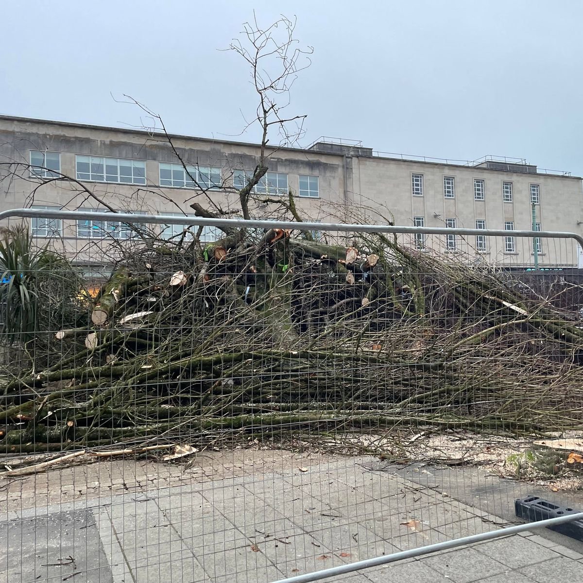 STRAWPlymouth's tweet photo. Our official (and polite) response to Cllr Bingley's resignation:
"We are not surprised to hear of Richard Bingley's resignation given the outrage over the decision he made to cut down our trees last week.
We hope that in light of this news that the council will see sense and..." https://t.co/V2UICeeBgZ