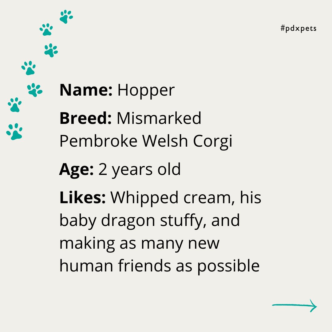 cultivatePDX's tweet photo. Meet the Paws: This is Hopper. Hopper loves making friends, almost as much as he loves whipped cream!
#pdxpets #pdxdogs #portlandpups #cultivatepets #cultivateinitiatives #forandwiththepeople #doglife #puppylove #welshcorgi #mismark #corgi https://t.co/jT2Bx5tOgH