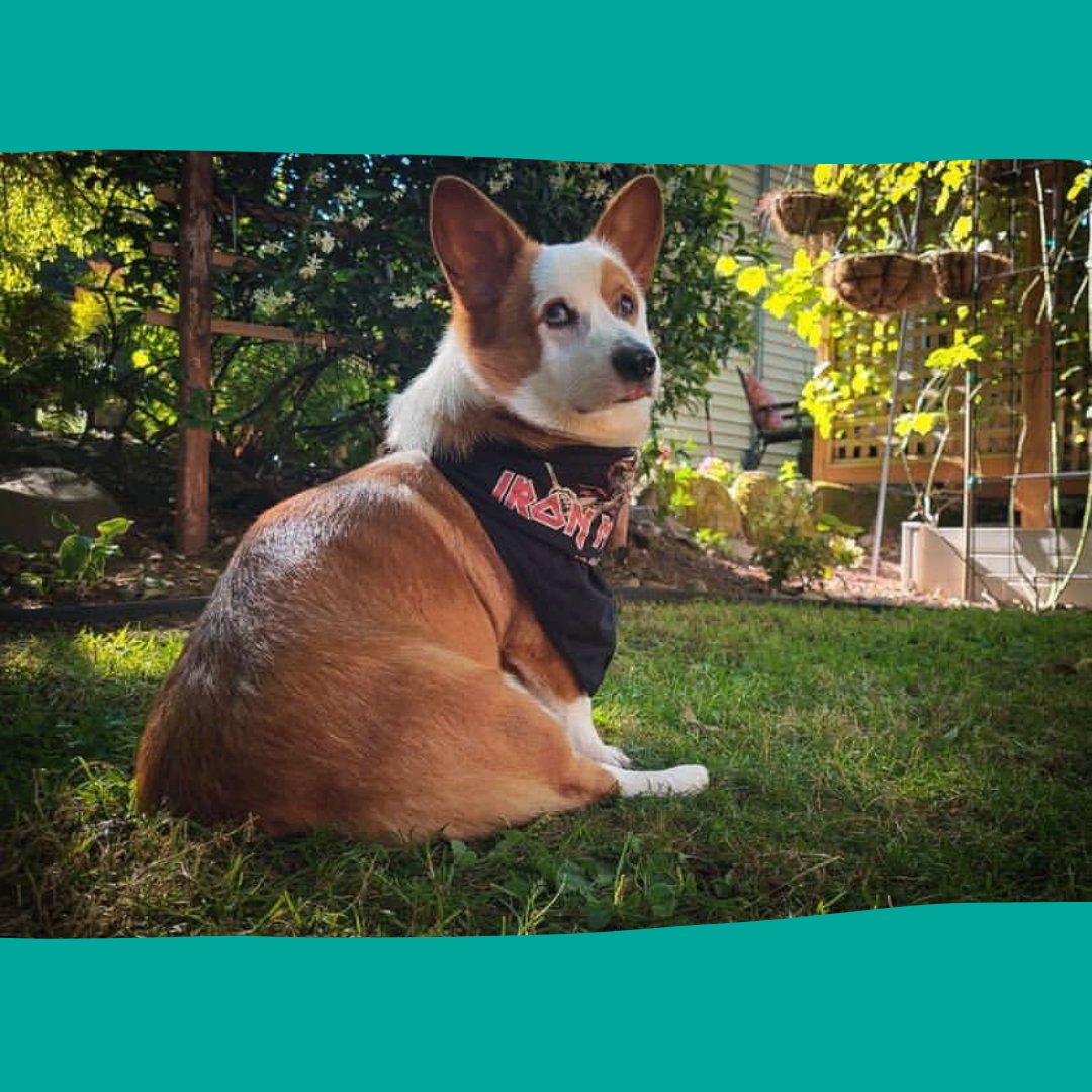 cultivatePDX's tweet photo. Meet the Paws: This is Hopper. Hopper loves making friends, almost as much as he loves whipped cream!
#pdxpets #pdxdogs #portlandpups #cultivatepets #cultivateinitiatives #forandwiththepeople #doglife #puppylove #welshcorgi #mismark #corgi https://t.co/jT2Bx5tOgH