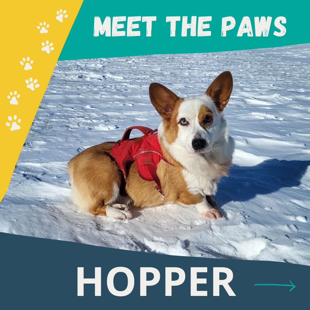 cultivatePDX's tweet photo. Meet the Paws: This is Hopper. Hopper loves making friends, almost as much as he loves whipped cream!
#pdxpets #pdxdogs #portlandpups #cultivatepets #cultivateinitiatives #forandwiththepeople #doglife #puppylove #welshcorgi #mismark #corgi https://t.co/jT2Bx5tOgH