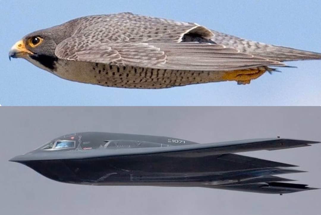 Stunning wildlife photograph captures peregrine falcon in the form of a B-2 bomber! See the amazing shot by photographer Thomas Kaestner in La Jolla, San Diego. Patience and preparation pay off in wildlife photography. Attenbrough
More details/photos: bit.ly/3JUjPGg
