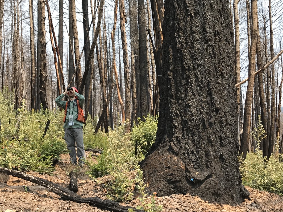 Let's go! PNW’s Forest Inventory and Analysis program starts its annual forest census today. Field crews will collect forest data on state, federal, tribal, and private lands across OR, WA, and CA that helps assess forest health and inform management - bit.ly/3yGoHbI.