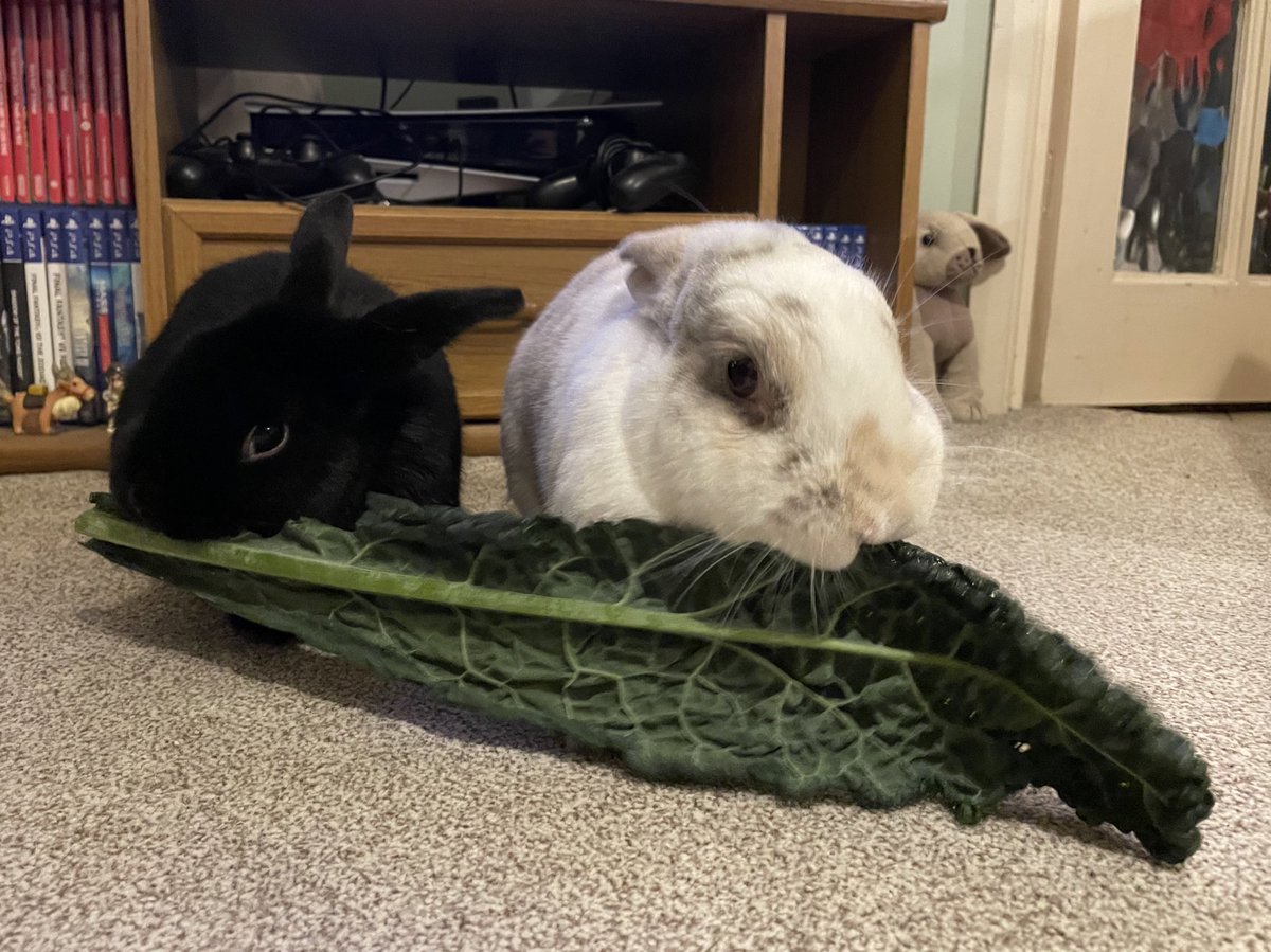 bunarium's tweet photo. Humans has done a post on Instagram! Exclusive video of me eating kale right here! - https://t.co/1bzhKdhAtF
#BunniesOfTwitter #RabbitsOfTwitter #Instabun https://t.co/1kvrxDjMEr