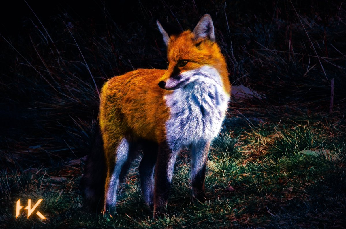 Daniel_Designns's tweet photo. 5th work on Wildlife Project
5. Glox✨🦊
I thank spoon graphics for the inspiration.
#digitalart #graphicdesign #nature #animals #FOX #glow #design #hkdesign https://t.co/4a3pCpVV8s