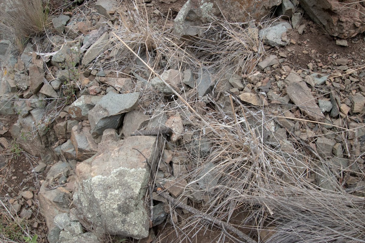 The striped plateau lizard does not provide any parental care. They lay their eggs and leave. Sometimes when walking through the canyon we'd see where small mammals dug up the nests and ate the eggs. Can you #FindThatLizard? Reveal at 9pm PST