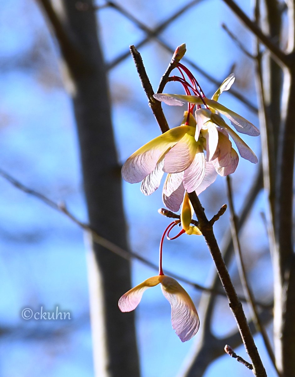 catjkuhn's tweet image. Cotton-candy pink samaras on the #mapletree. 💗 #MarchMacroChallenge #NaturePhotography #Nature