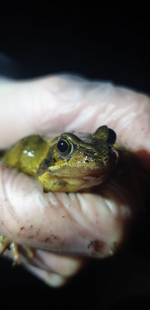 racheldrake02's tweet photo. Some particularly pretty froggies from our toad patrol tonight! Helping to safely move these little guys into ponds and out of harms way with @LothianARG https://t.co/qcPclpUNjx