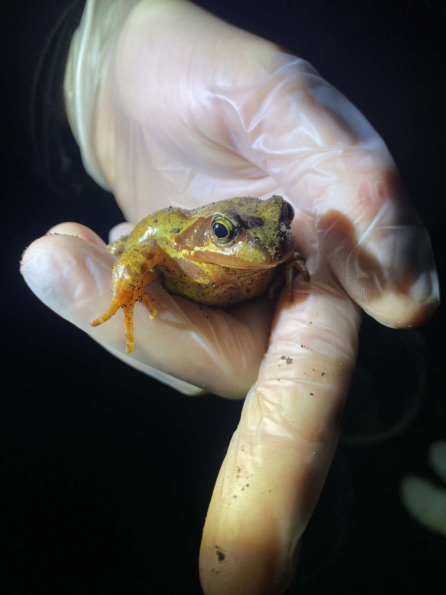 racheldrake02's tweet photo. Some particularly pretty froggies from our toad patrol tonight! Helping to safely move these little guys into ponds and out of harms way with @LothianARG https://t.co/qcPclpUNjx