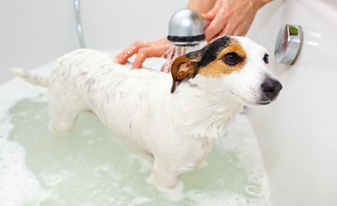 Interested in how to improve your dog or puppy’s bath time? We received some expert advice from the team at 'Showers To You Bath Experts' (showerstoyou.co.uk/baths/) The team investigated a variety of tips and tricks online bit.ly/Choicebathtime…🐕🐩🦮🐕‍🦺

Photo credit:Shutterstock