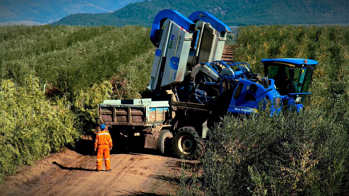 dmdawson91's tweet photo. Despite the ongoing drought, #oliveoil producers in Chile are optimistic for the #2023harvest. An official in South America's 2nd largest producing country told me that this year's harvets is on pace to exceed last year's 21,000 tons. #aove #agriculture

https://t.co/ognn3cqK6I https://t.co/FfcmJ1idqW