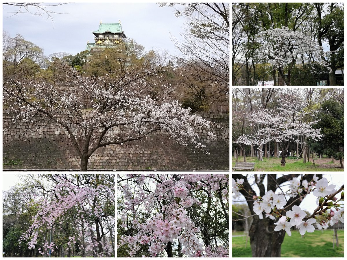 roofshad0w's tweet photo. 今日の大阪城！

朝から花付きの良い桜ばかり撮り回ってきました！

この週末は雨っぽいですが、雨の桜も良いと思います♪(*ﾟ▽ﾟ)ﾉ

#very_nice_osaka #japan #osaka #osakacastle #おおさかのええとこ #大阪城 #花見 #サクラ #桜 https://t.co/9DK9B22TFu