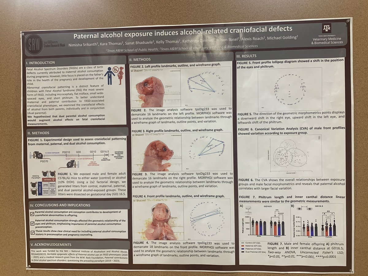 Final @SRW_TAMU in the books! I presented my project from @GoldingLab over paternal alcohol exposure inducing craniofacial defects in fetuses! Fingers crossed we get our manuscript published soon! 📝 
#FASD #craniofacial #alcoholexposure #perinatalhealth