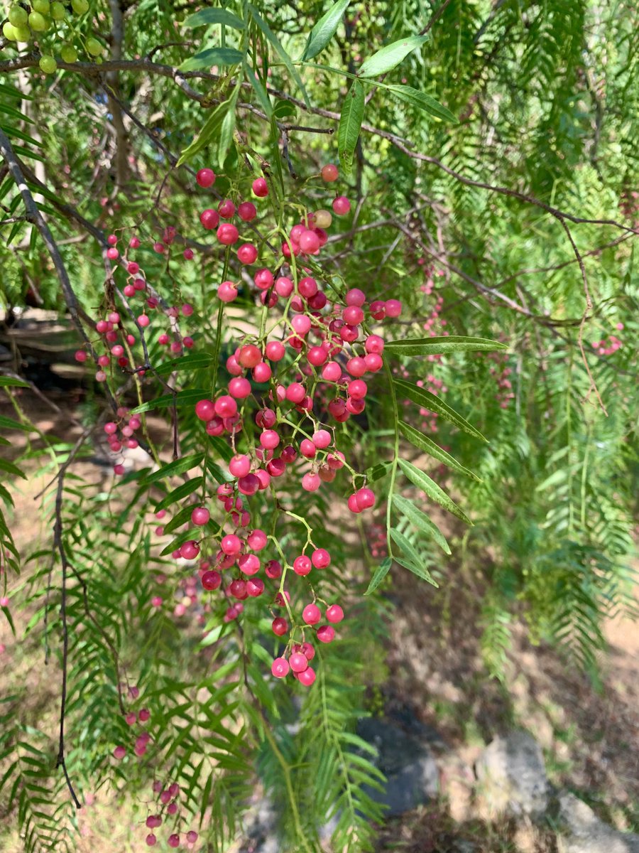 ninakillham's tweet photo. The peppercorn trees of Melbourne are in full rosy colour this week. #savethetrees #schinusmolle https://t.co/plNAfY8YUp