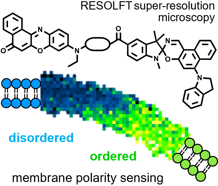Harry Anderson Group (@hlagroupox) on Twitter photo Our new paper on a photoswitchable membrane ordering probe for RESOLFT super-res microscopy is published today in <a href="/ChemPhysChem/">ChemPhysChem</a>
…mistry-europe.onlinelibrary.wiley.com/doi/abs/10.100… Congratulations <a href="/AndrewTFrawley/">Andrew Frawley</a> @kateleslie_ and Virginia from <a href="/HLAGroupOx/">Harry Anderson Group</a> and Silvia and Dilip from <a href="/AgEggeling/">Eggeling Lab</a> Our new paper on a photoswitchable membrane ordering probe for RESOLFT super-res microscopy is published today in <a href="/ChemPhysChem/">ChemPhysChem</a>
…mistry-europe.onlinelibrary.wiley.com/doi/abs/10.100… Congratulations <a href="/AndrewTFrawley/">Andrew Frawley</a> @kateleslie_ and Virginia from <a href="/HLAGroupOx/">Harry Anderson Group</a> and Silvia and Dilip from <a href="/AgEggeling/">Eggeling Lab</a>