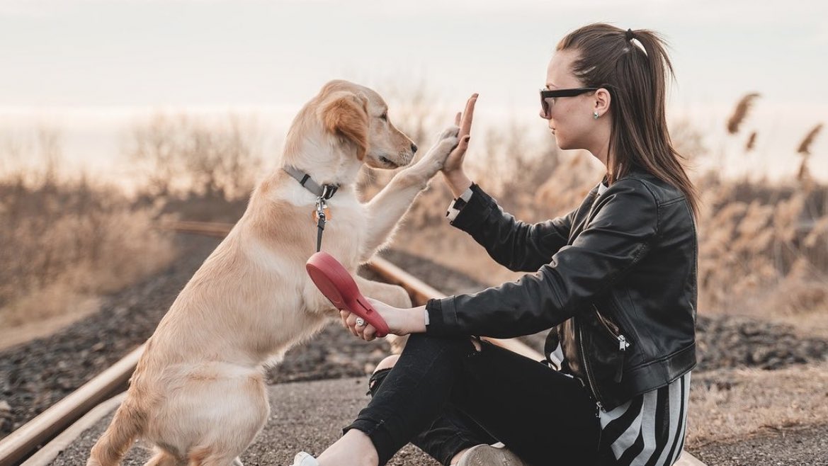 Simply put, dogs are the best. 💗

#bitchnewyork #bnydogs #mustlovedogs #dogaccesories #puppylove