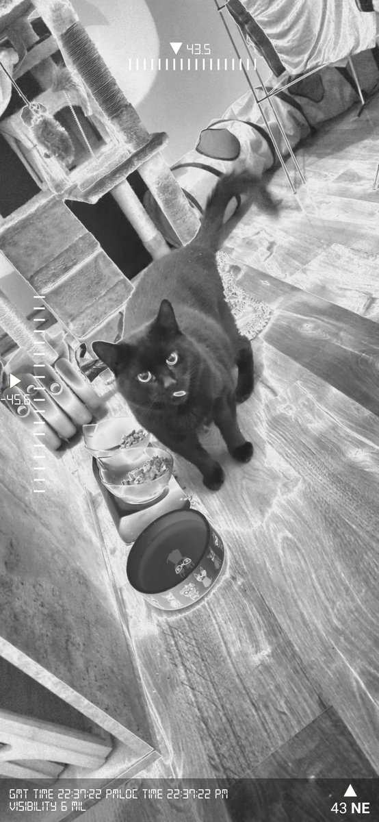 First one makes ma baby bhoyo look like a chongus 😭😭 #blackcat #cat #photofilter #infrared #photgraphy