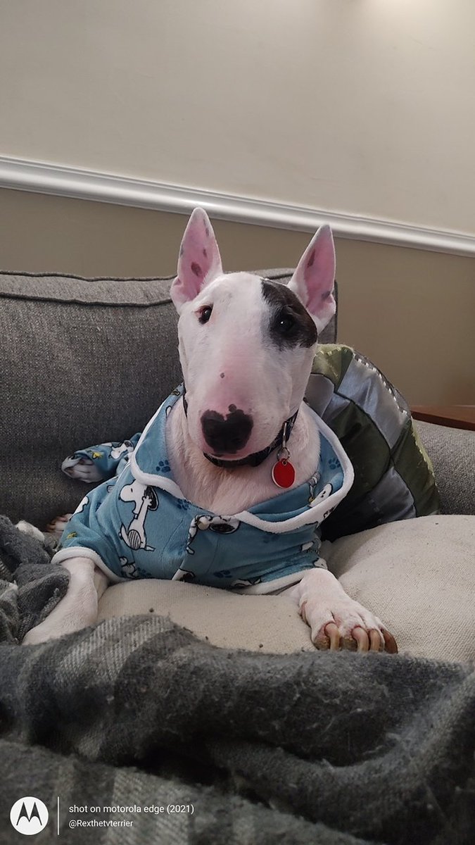 rexthetvterrier's tweet photo. I'm really glad your prescription psoriasis medication is working, but that doesn't mean I want to see you in that red Speedo, TV commercial guy #sotyktu
#YouCantPullThatOff #PutSomeClothesOn https://t.co/GOMS85W26z