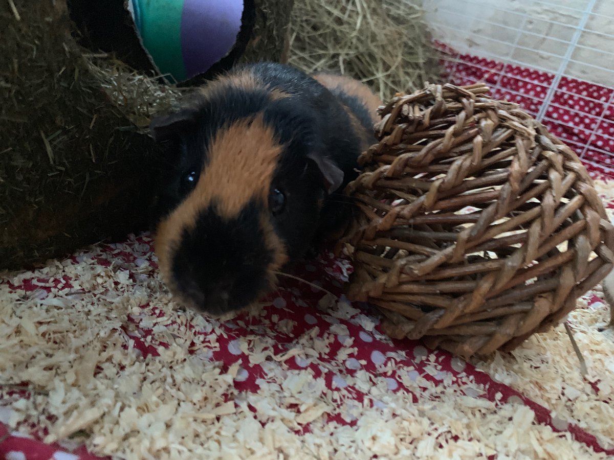 I got two guinea pigs