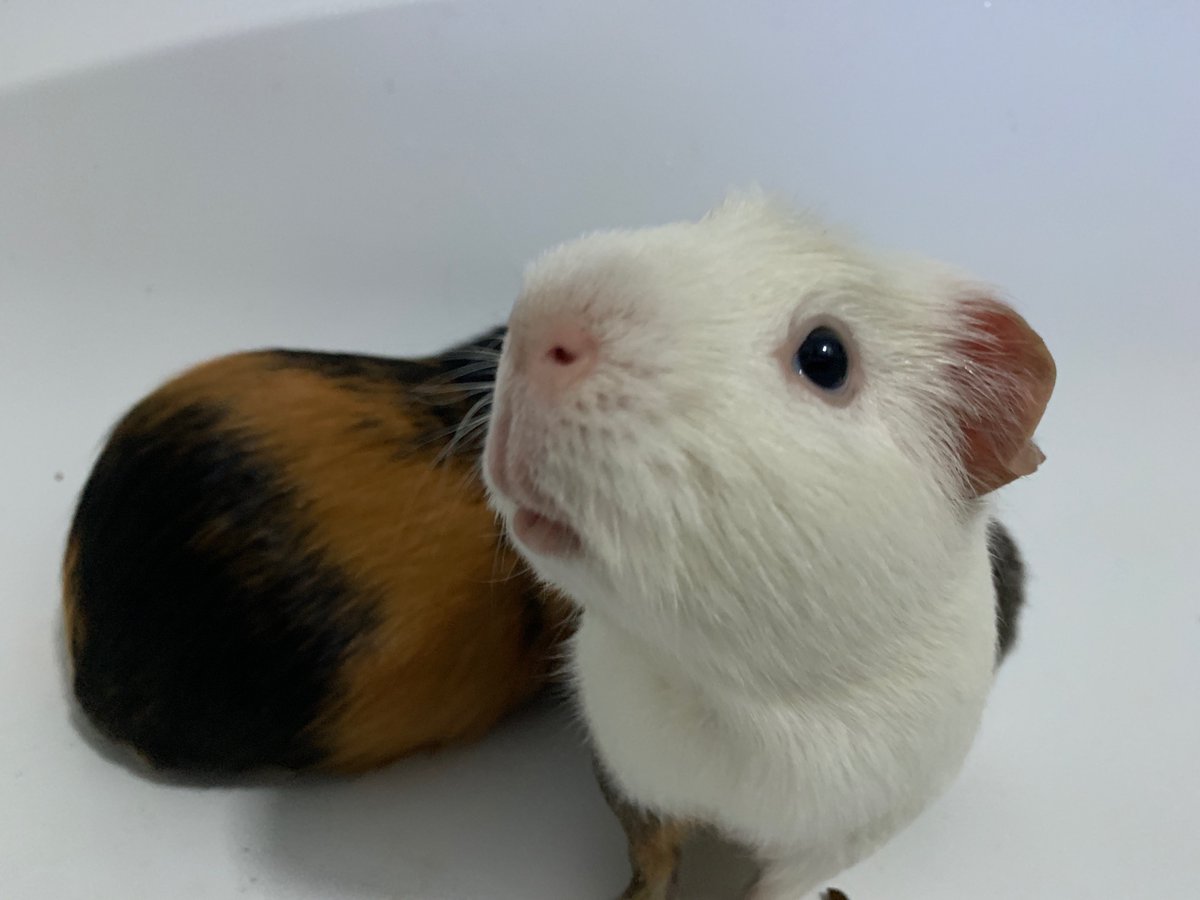 dreamw0rds's tweet photo. I got two guinea pigs https://t.co/1JjZAErYkm
