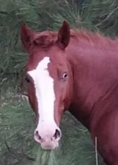 DFreijido's tweet photo. Cabeza...correcta
#Horses #poloponie #polopony #stallion #chesnut #alazan https://t.co/25WKXt8gym