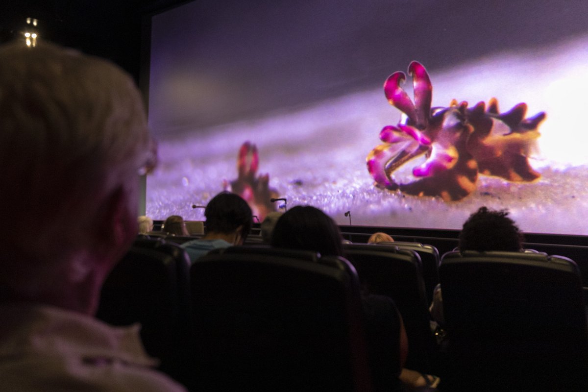 Hellloooooo 🦑🐙 It's that time of year again! Are you a #cephalopod expert living in/near the LA, Houston, Miami or Atlanta area? Interested in spreading your tentacles into the outreach world at events? 

I'm booking for <a href="/scifri/">Science Friday</a> #CephalopodWeek! DM or email me + spread the word