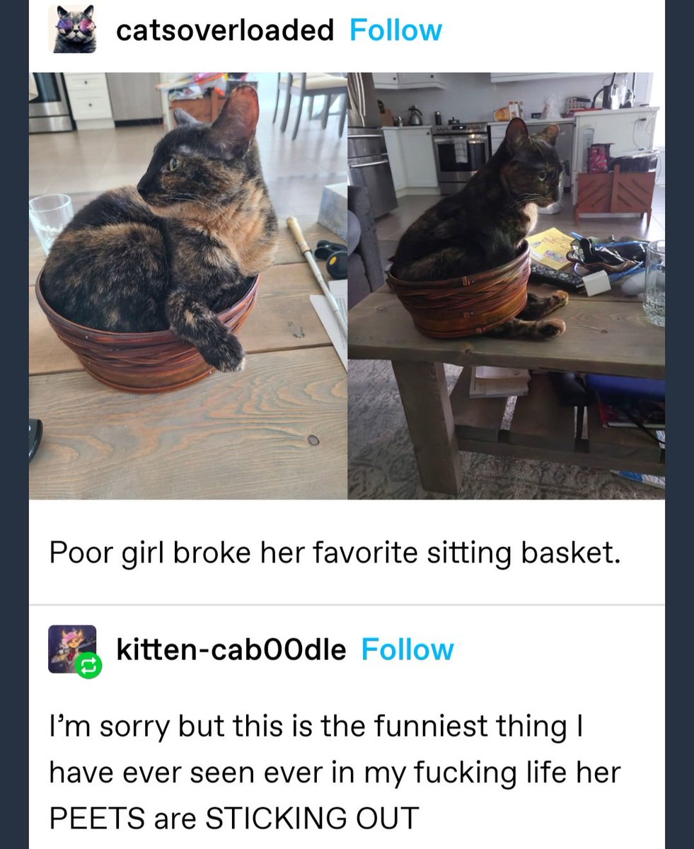 CATBRAINCELL tweet picture