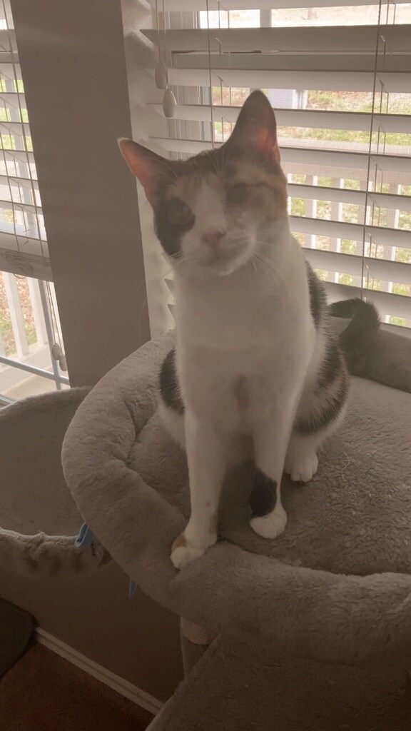 ClowderComics's tweet image. Our little special needs #Ciricat looking like an adult. #specialneedscats #specialneeds #sightimpaired Click to watch the Video! ift.tt/vuwWAKk