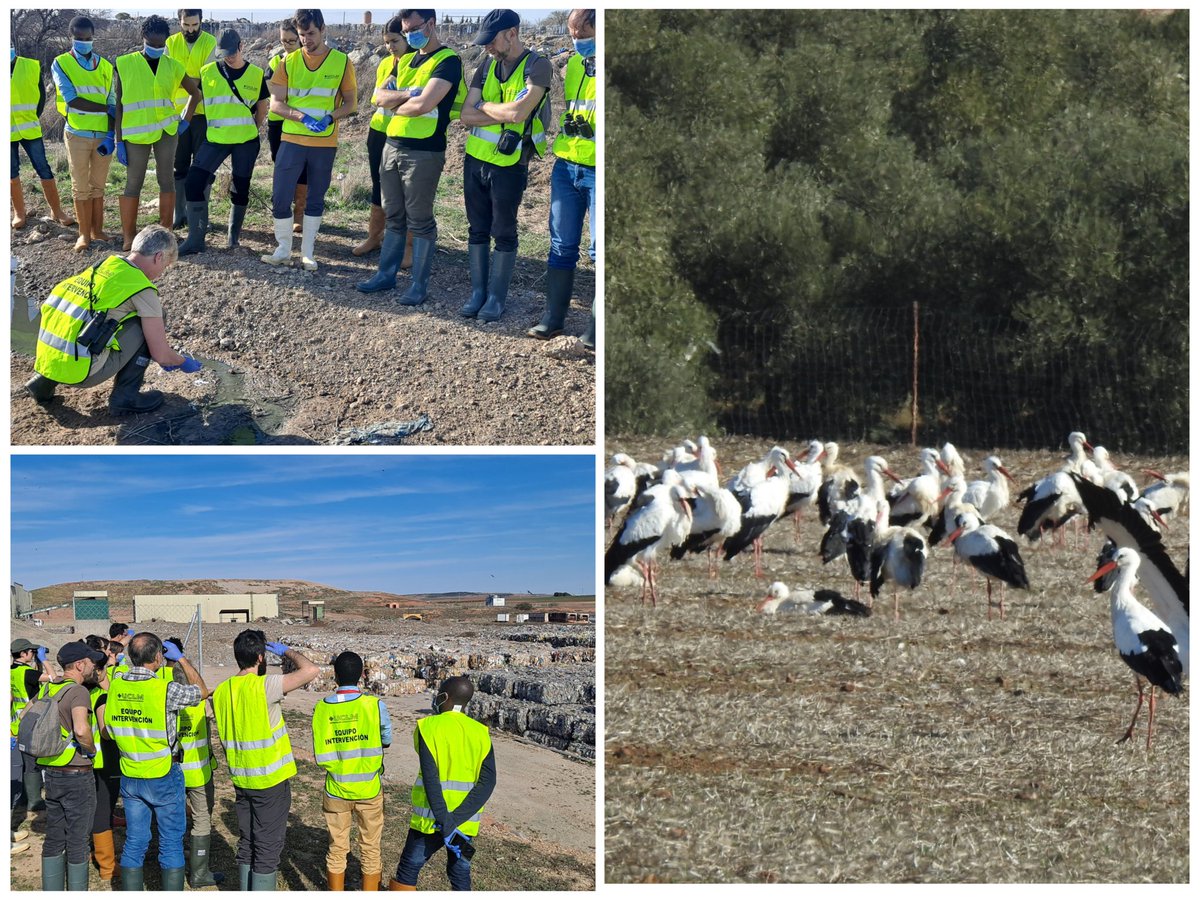 Birdpath_IREC's tweet photo. #Winepi #noninvasivesampling  Práctica  de muestreo no invasivo de aves silvestres para #antibioresistencias, #InfluenzaAviar con alumnos del #MUIBARC y curso #wildepi @IREC_CSIC_UCLM @HofleUrsula @ChristianGortaz @IrecPhd https://t.co/0DmAHrnhlU