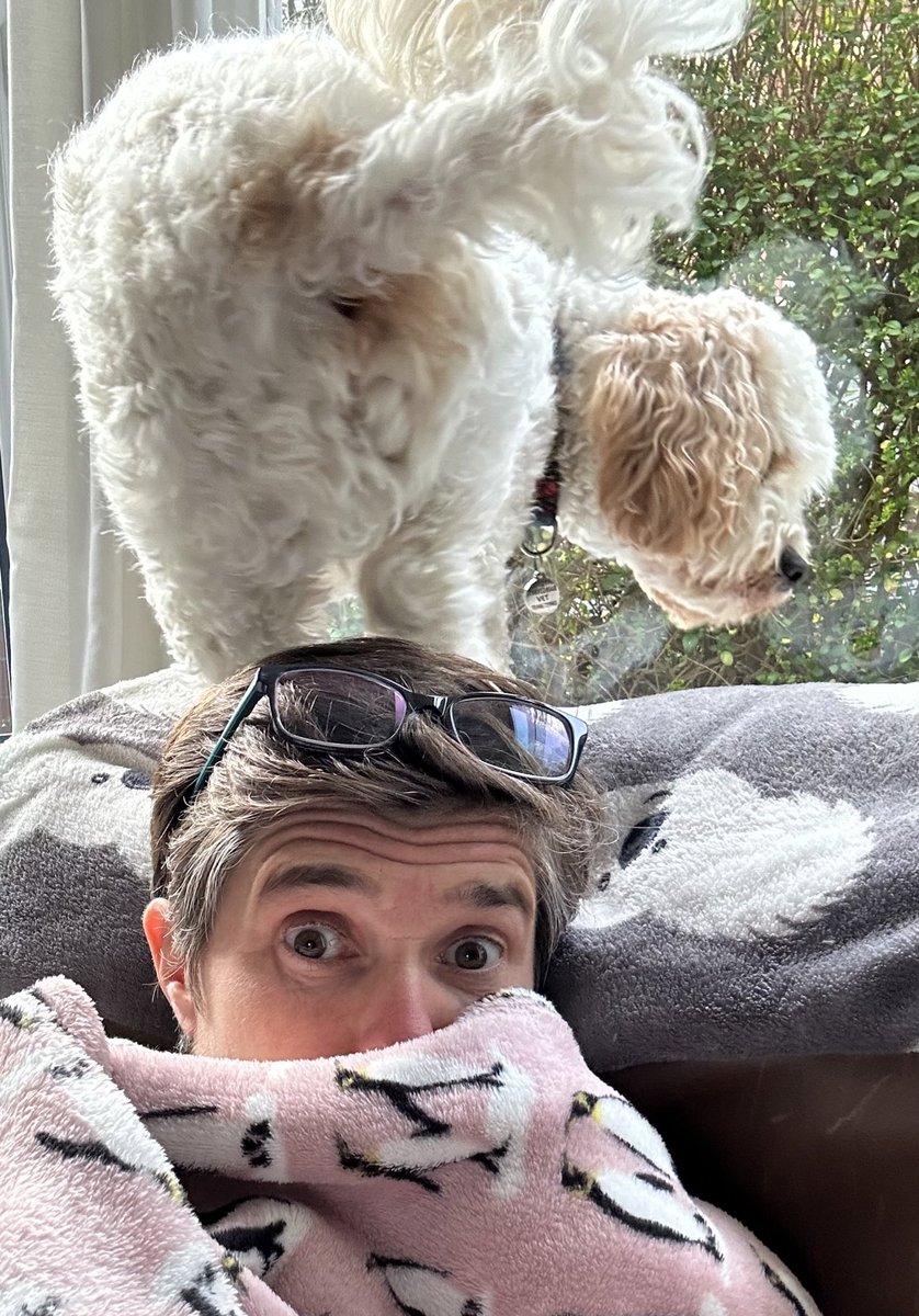 georgie_lloyd's tweet photo. As if stepping on my head wasn’t enough, he tried to sit on it 🌼

#knobdog https://t.co/4K5saZlnxC