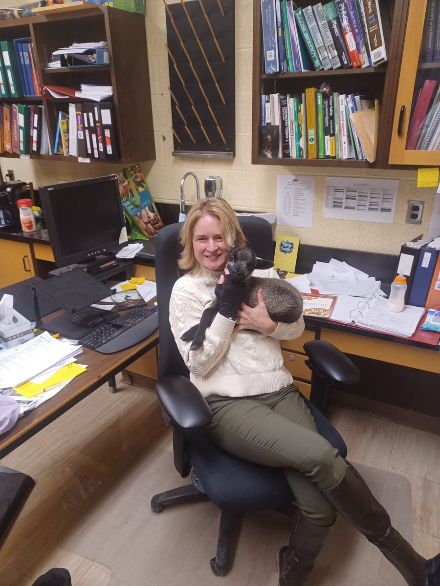 svhs1985's tweet photo. My bottle #Lamb Kyle was a big hit at SVHS. He is our official "Emotional Support Lamb". #DedicatedNBTeacher #4Wellness @NBTeachersAssn @NBTFFENB https://t.co/ChsOpoCnmo