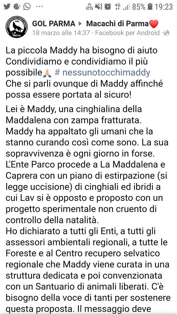 Emilystellaemi2's tweet photo. SALVIAMO MADDY🙏🙏🙏❤❤❤❤❤❤❤❤❤ https://t.co/DKDsYA5rcs