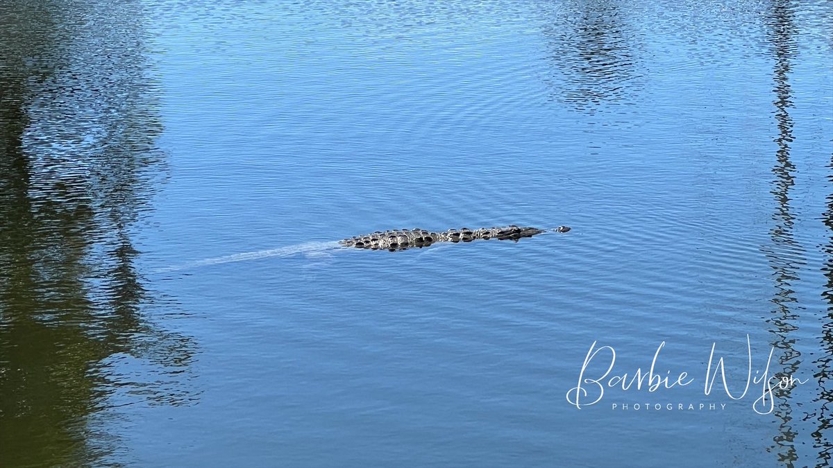 barbiedoll_eyw's tweet photo. New resident moved in to the neighborhood! @MyFWC #geigerkey #saltwatercroc https://t.co/7Iq0FCGDSu