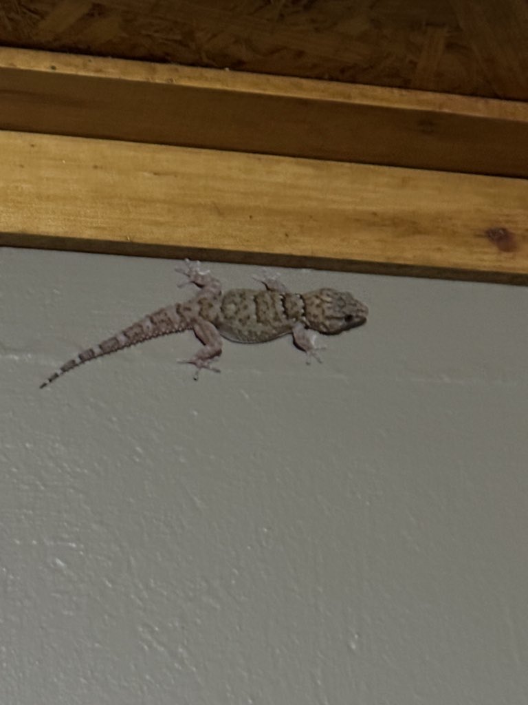 Steven Cassidy tweet media