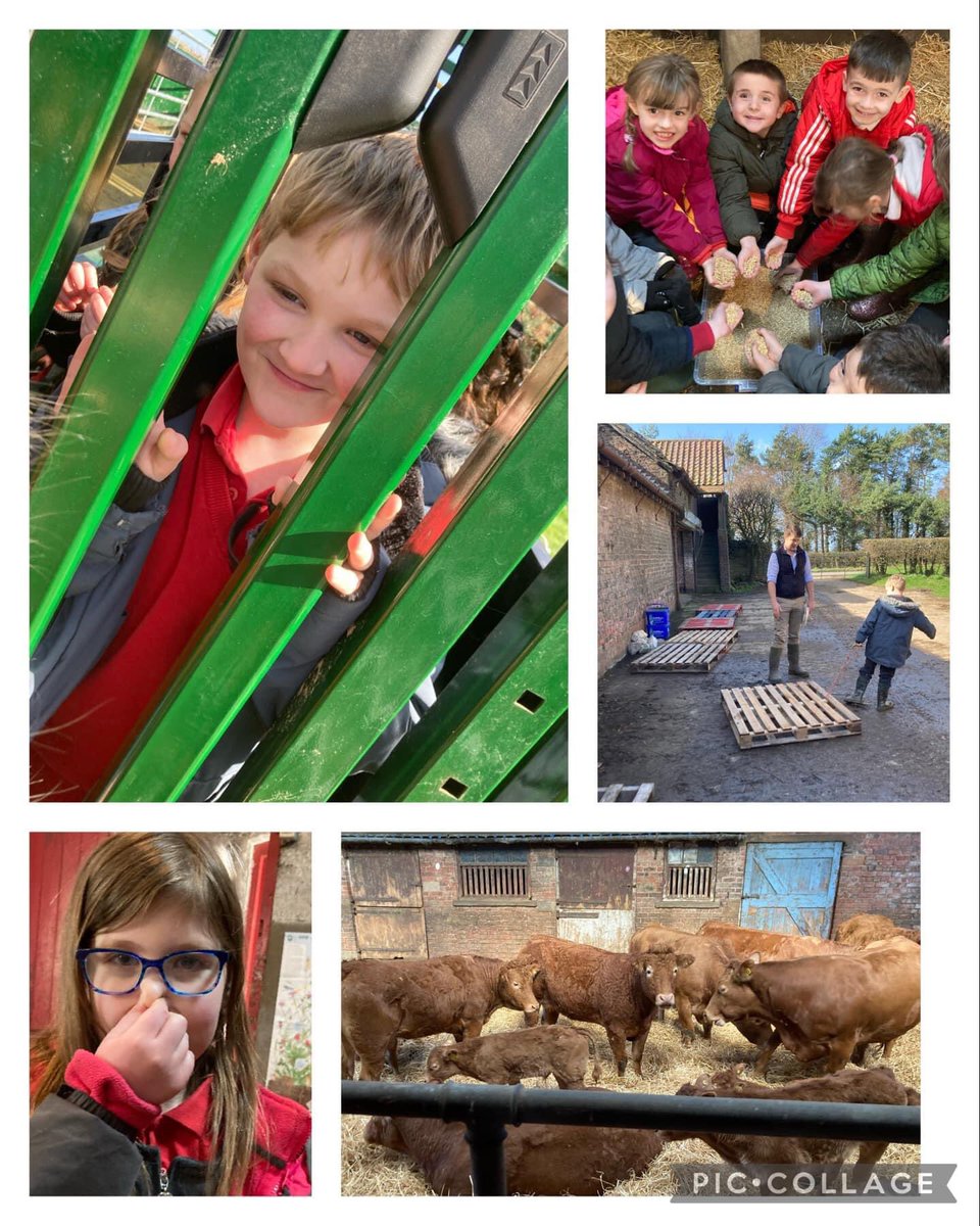 GrasslandsFarm's tweet image. We had Class 2 from @heworthprimary to see us today. The class asked some great questions about the crops we grow and animals we rear 🐥 🐮 🌾.