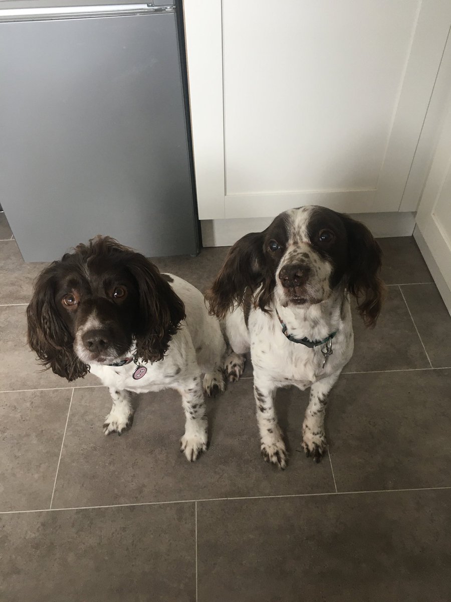 bigstu1964's tweet photo. How about taking us out for a walk dad? πΆπΎπΆπΎ #SparkyandNellysWalk #poorlydadπ¨ https://t.co/gEx5TOqkgZ