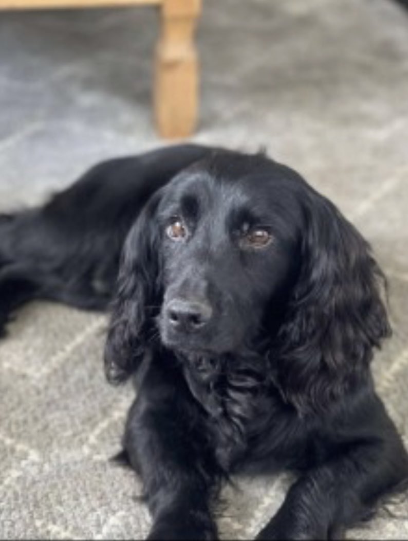 rosieDoc2's tweet photo. #SpanielHour
JED STILL NOT FOUND
Black #Cocker
Male/Adult
#Underley #Collington #Bromyard #HR7 7/2/23
CHIPPED
https://t.co/6M6Ut95BQe
@herefordshireh @joannew0112 @AlanDaffern @PcsharonPage @UnderleyEstate @RachaelB100 @MissingPetsGB @karensarah66 @JacquiSaid @HunnyJax https://t.co/WDDLwB2s8G