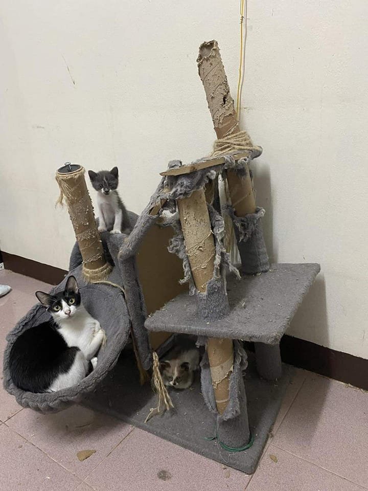 mischiefanimals's tweet photo. https://t.co/LRhU4pW9lZ