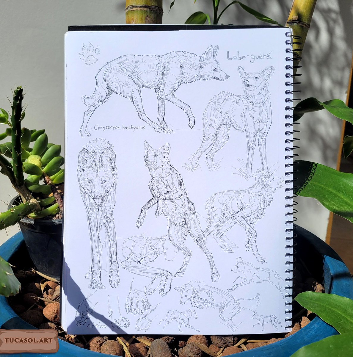 Drawing study of the Maned wolf (Chrysocyon brachyurus).
I'm trying to understand their anatomy and movements. I confess that I found it difficult to understand the long legs! 😅
I did it using the Unipin Fine Line pen.
...
#manedwolf #maned_wolf #animalart #animalartist #brazil