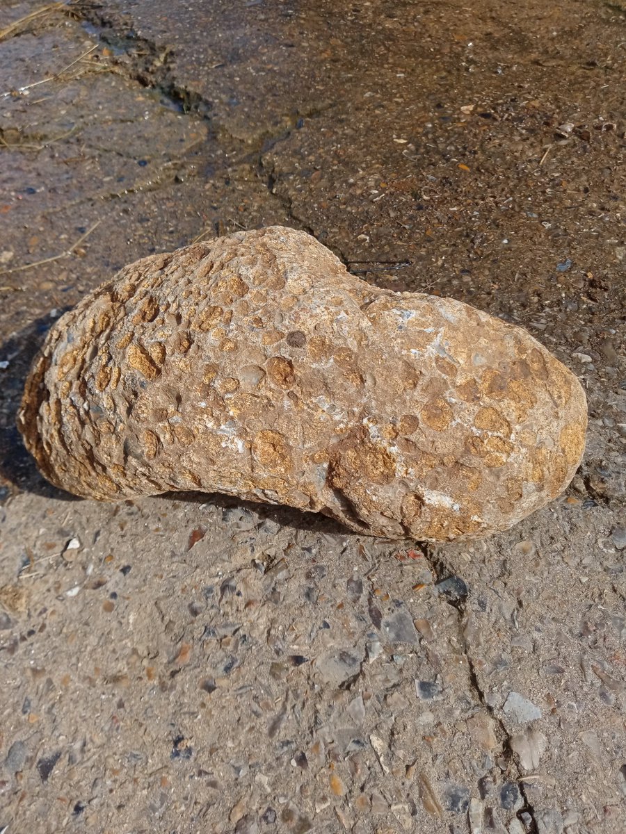 RoadFarmRamblin's tweet photo. For those who enjoy their puddings, here is a veritable clog of a #Puddingstone, dug during some pipe works on the farm last week! #geology @ChilternsAONB https://t.co/J7ma44VNxl